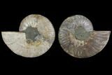 Agatized Ammonite Fossil - Madagascar #111483-1